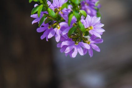 Fleur éventail de fée (Scaevola aemula) en pleine floraison