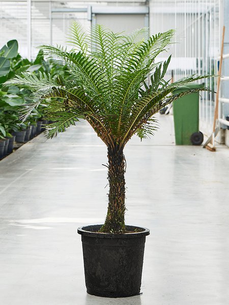 Blechnum gibbum (90-110), Stamm, im 32cm Topf, H�he 120cm, Breite 75cm