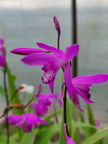 Bletilla striata, Japanorchidee