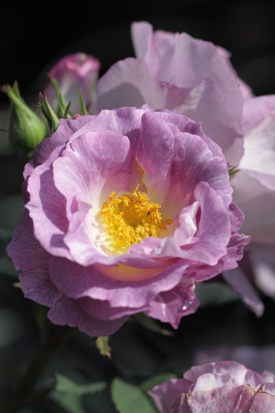 Beetrose 'Blue For You'�