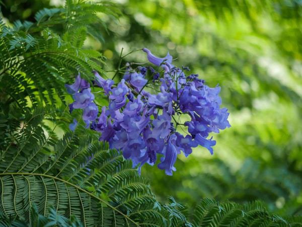 Les fleurs du jacaranda en elles-mêmes sont une véritable merveille