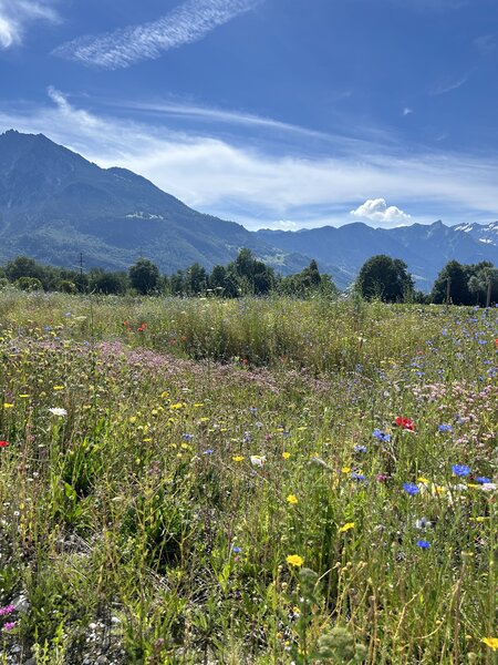Crer une prairie fleurie, prairie fleurie Lubera Suisse, Buchs SG