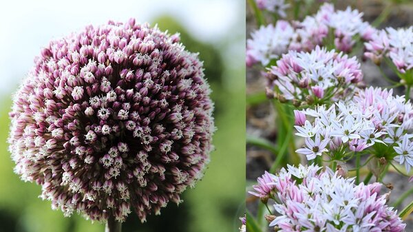 Bulbes &agrave; fleurs estivales, plant&eacute;s en automne : massif d'ao&ucirc;t