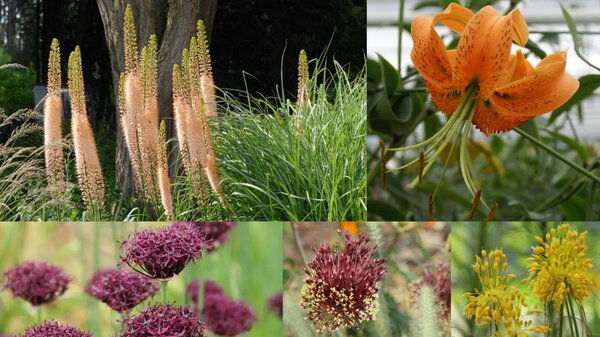 Bulbes &agrave; fleurs estivales, plant&eacute;s en automne : massif de juillet