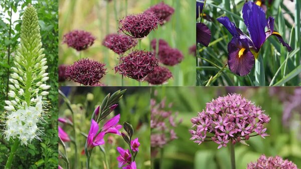 Bulbes &agrave; fleurs estivales, plant&eacute;s en automne : massif de juin