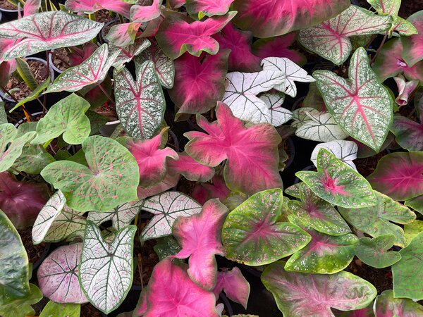 Caladium &ndash; Buntblatt kaufen