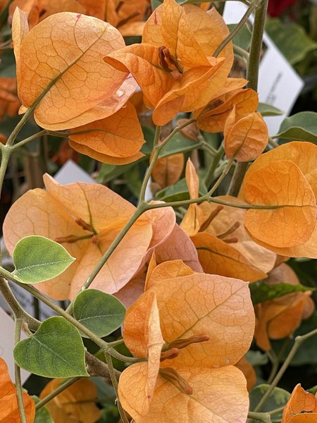 Bougainvillea 'California Sunset