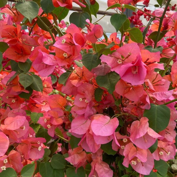 Bougainvillea glabra Scarlett O?Hara, Drillingsblume