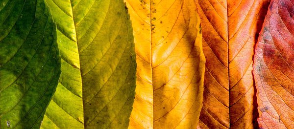 Les feuilles de hêtre se colorent