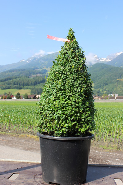 Buxus sempervirens arborescens Kegel