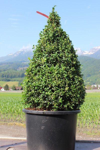 Buxus sempervirens arborescens Kegel