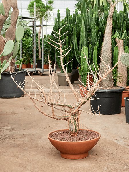 Bursera fagaroides, Verzweigt, im 46cm Topf, H�he 130cm, Breite 100cm