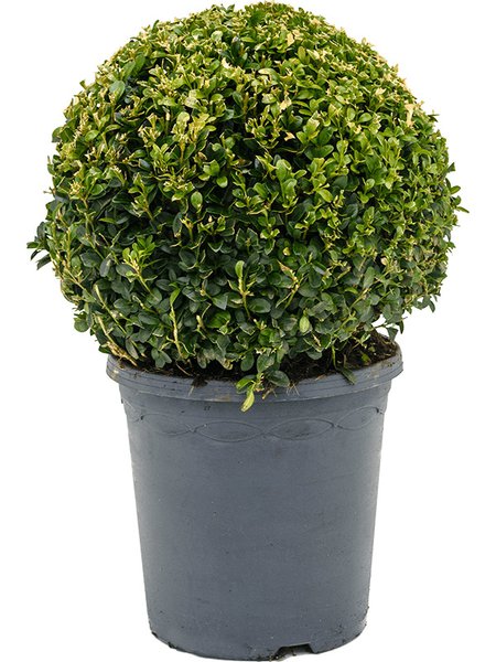 Buxus sempervirens, Kugel (30+), im 23cm Topf, H�he 45cm, Breite 30cm