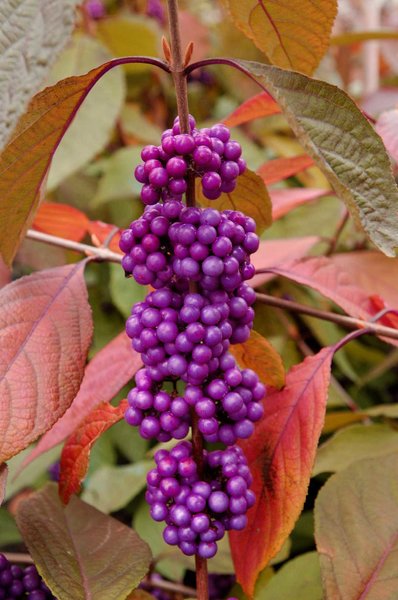 CALLICARPA bodinieri IMPERIAL PEARL, Liebesperlenstrauch Imperial Pearl