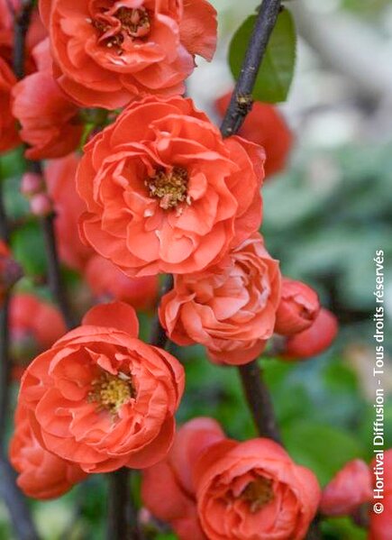 CHAENOMELES MANGO STORM korr