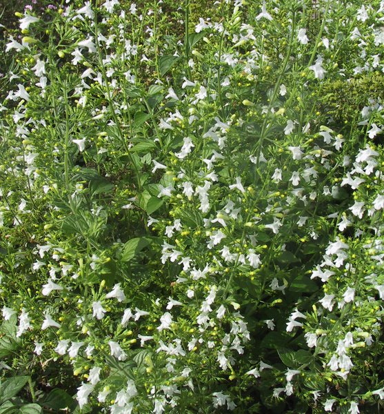 Calamintha nepeta 'Weisser Riese'