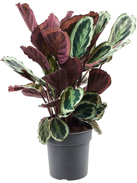 Calathea 'Marion', Busch, im 24cm Topf, H�he 70cm, Breite 40cm