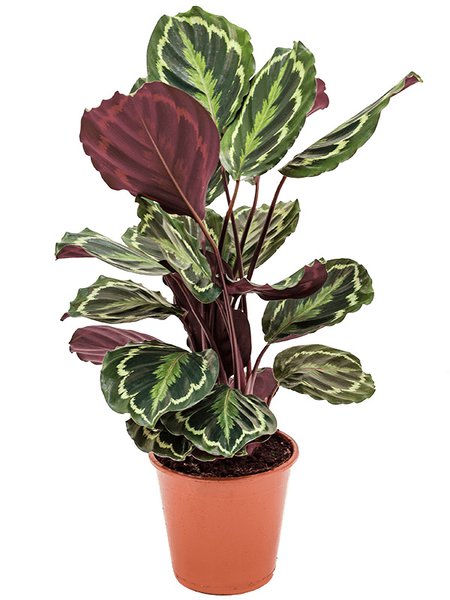 Calathea 'Medallion', Busch, im 19cm Topf, H�he 70cm, Breite 45cm
