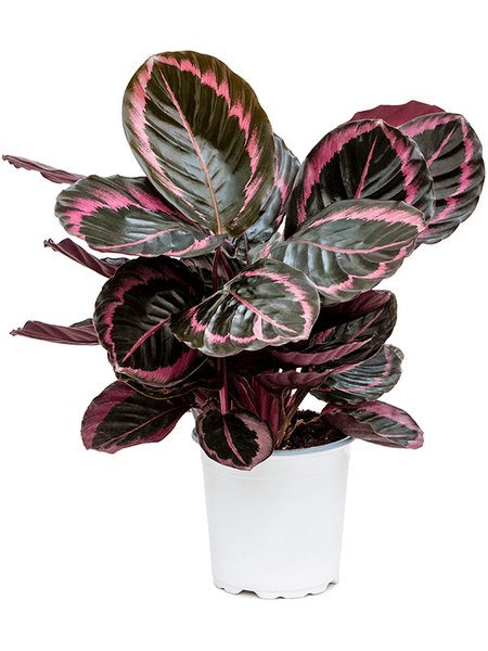 Calathea 'Suprise Star', Tuff, im 17cm Topf, H�he 50cm, Breite 65cm