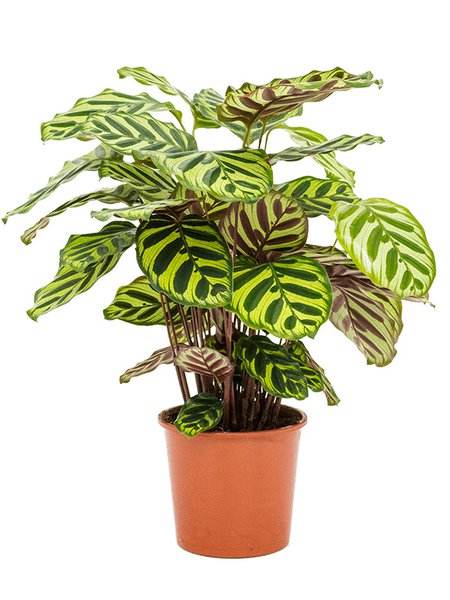 Calathea makoyana, Busch, im 17cm Topf, H�he 50cm, Breite 35cm