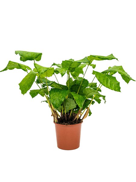Calathea musaica (Network), Busch, im 17cm Topf, H�he 50cm, Breite 30cm
