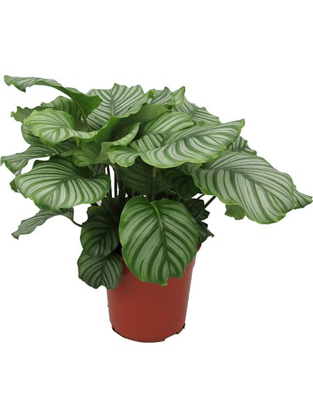 Calathea orbifolia, Busch, im 24cm Topf, H�he 75cm, Breite 60cm