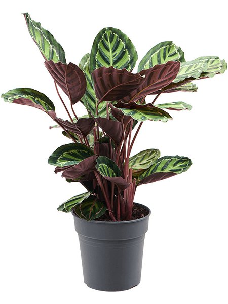 Calathea rosea-picta var. illustris, Busch, im 24cm Topf, H�he 70cm, Breite 40cm