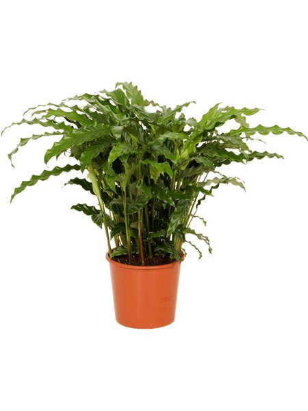 Calathea rufibarba 'Blue grass', im 17cm Topf, H�he 50cm, Breite 40cm