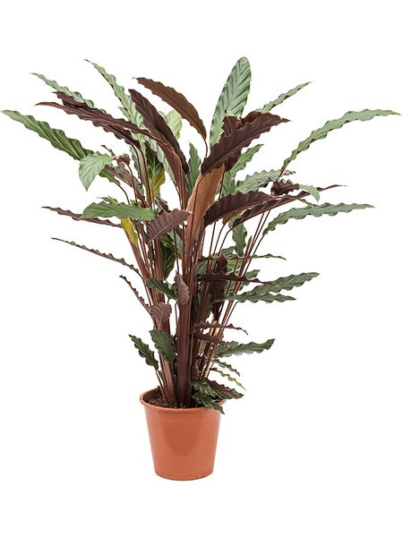 Calathea rufibarba 'Wavestar', Busch, im 19cm Topf, H�he 75cm, Breite 40cm