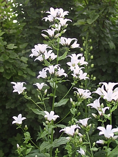 Campanula lactiflora 'Alba'