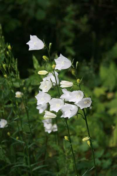 Campanula persicifolia 'Grandiflora Alba'
