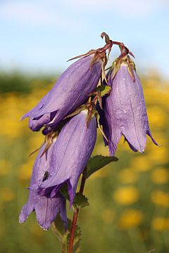 Campanula punctata 'Sarastro'