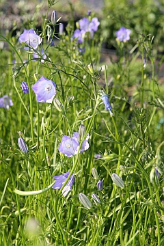 Campanula rotundifolia 'Olympica'