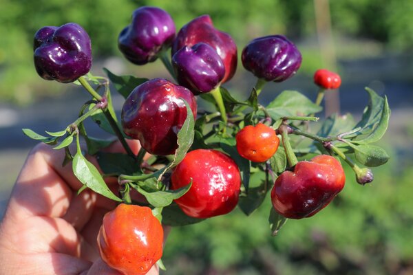 Piment, Capsicum annuum, piment de plein air 'Happy Pumpkin'
