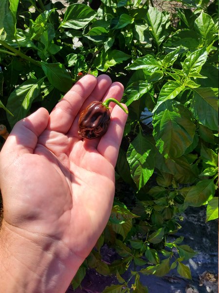Chili Chocolate Scotch Bonnet, braune Chili, rundliche Chili