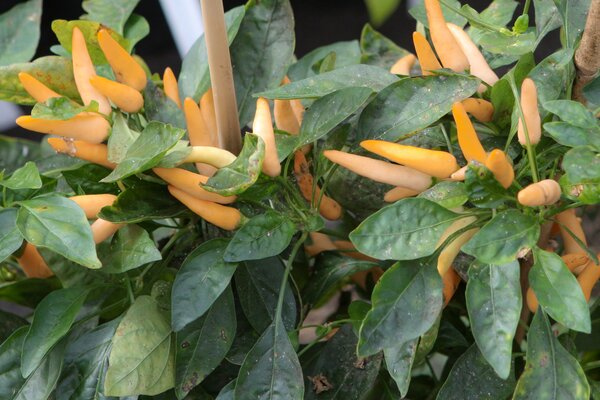 Piment, OpenSky, piment de plein air, Capsicum, SR_22002_01
