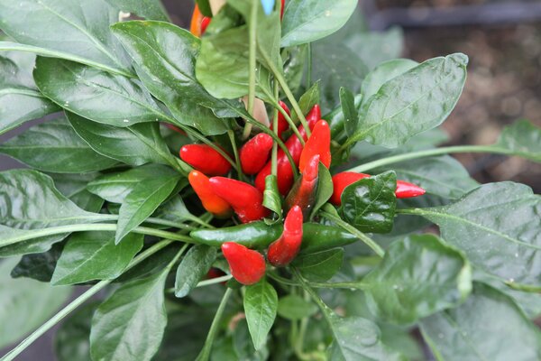 Piment, OpenSky, piment de plein air, Capsicum, SR_22005_013
