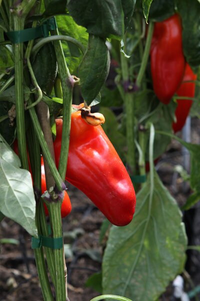 Paprika, Snackpaprika, OpenSky, Freilandpaprika, Speedy Helvetia