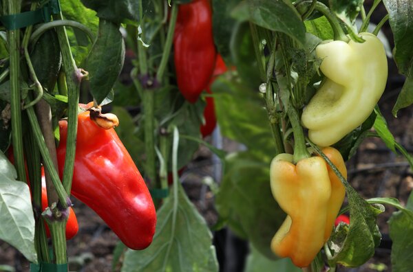 Poivron, mini-poivron jaune, OpenSky, poivron de plein air, Capsicum, 'Speedy Helvetia', RCTA_057681_01