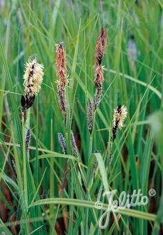Carex acutiformis, Staude, P�ppel