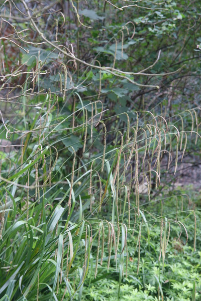 Carex pendula
