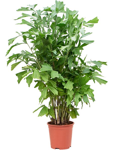 Caryota mitis (130-170), Busch, im 27cm Topf, H�he 150cm, Breite 65cm