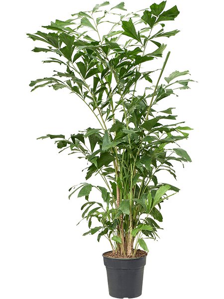 Caryota mitis (150-180), Busch, im 27cm Topf, H�he 165cm, Breite 110cm