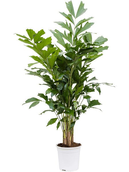 Caryota mitis, Busch, im 24cm Topf, H�he 120cm, Breite 50cm