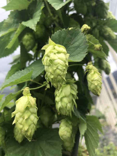 Hopfenpflanze 'Cascade' (Humulus lupulus)