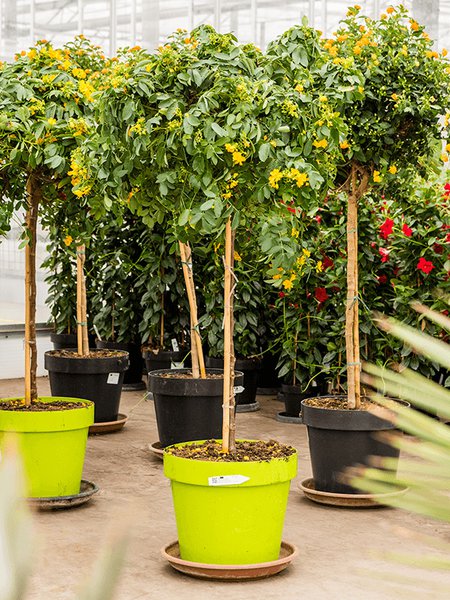 Cassia corymbosa, Stamm, im 40cm Topf, H�he 170cm, Breite 60cm
