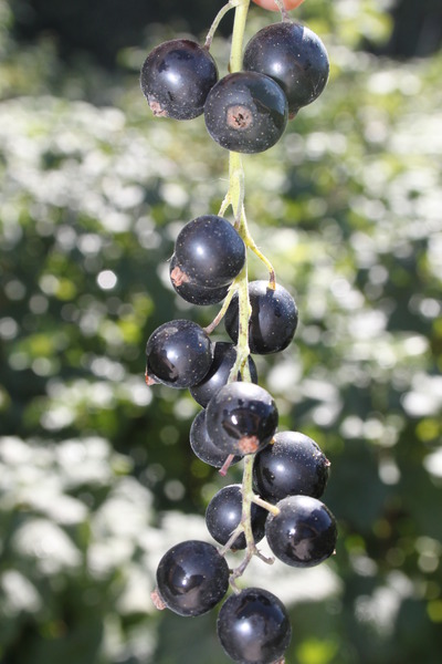 Fruchte