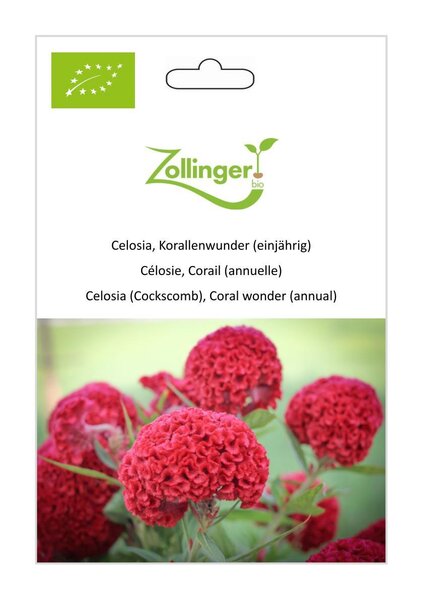 Celosia, Korallenwunder (einj�hrig)