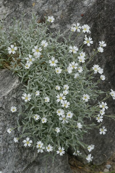 Cerastium tomentosum, Hornkraut