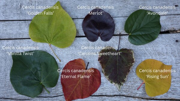 Vari&eacute;t&eacute;s de Cercis, arbres de Jud&eacute;e